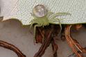 Diaea_evanida_D7893_Z_89_North Stradbroke island_Australie